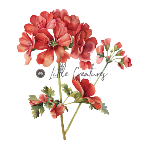 Geranium 32