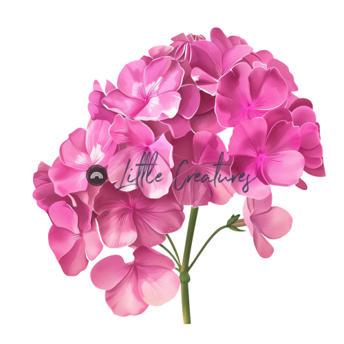 39-Geranium-Flowers