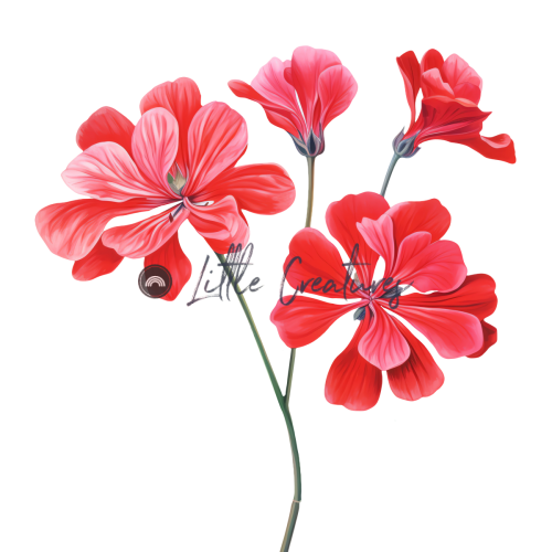 Geranium 50
