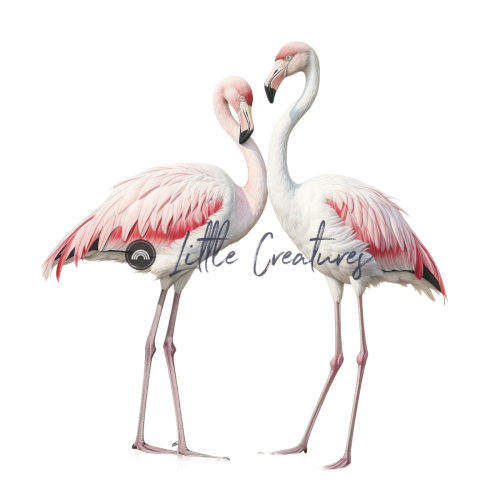 Flamingoes