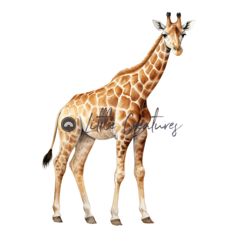 Giraffe221
