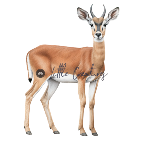 Impala