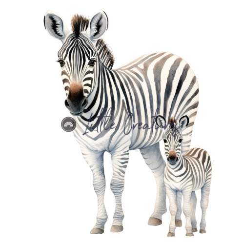 MbZebra