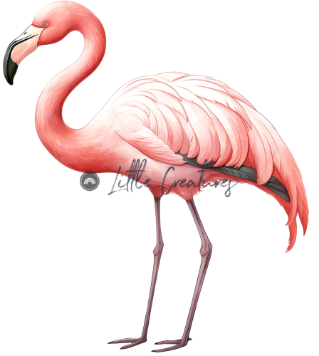 flamingo18