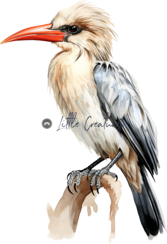 hornbill3