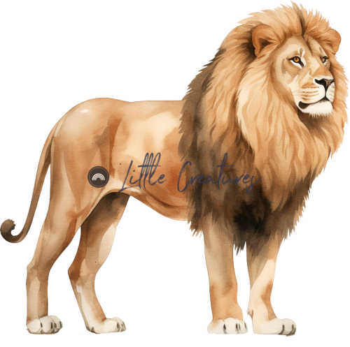 lion41