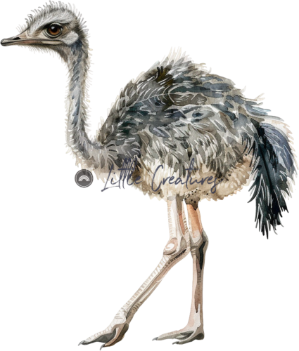 ostrich2