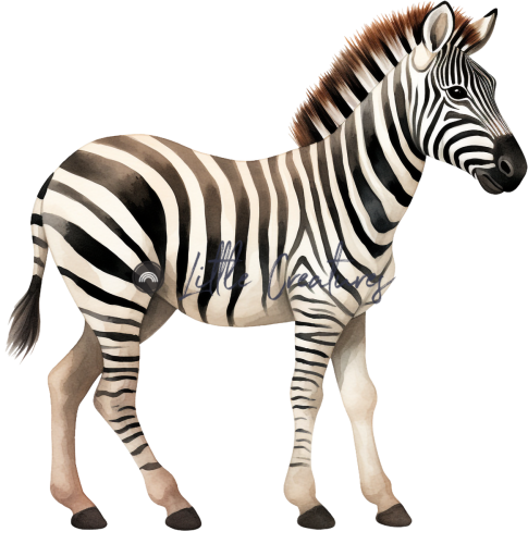 zebra19