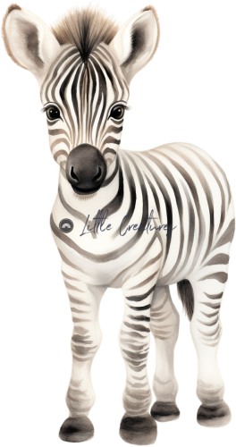 zebra18